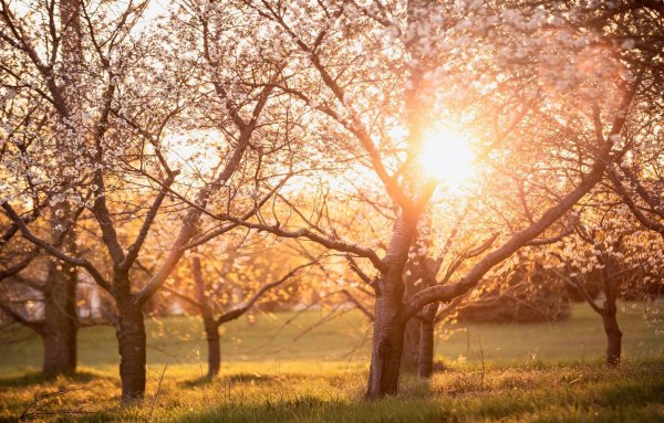 Весна солнце фото