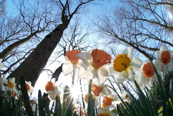 Ранняя Весна солнце