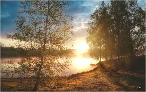 Сирень в солнечных лучах