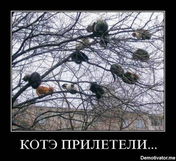 Весна коты прилетели