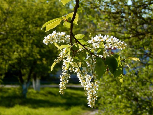 Ветка цветущей черемухи