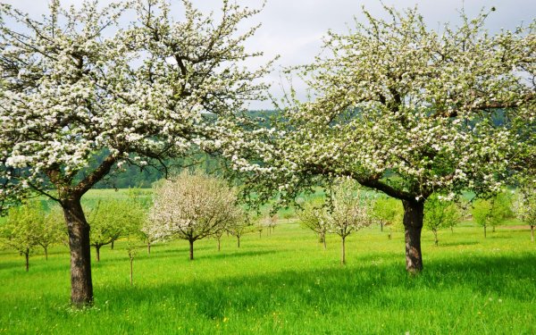 Яблоневый сад деревья