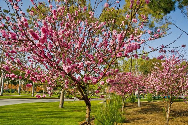 Сады Калифорнии