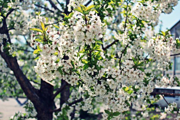 Дерево яблоня цветет весной