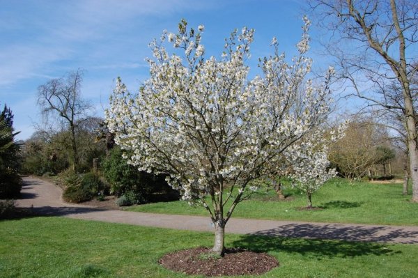 Грушевое дерево цветение