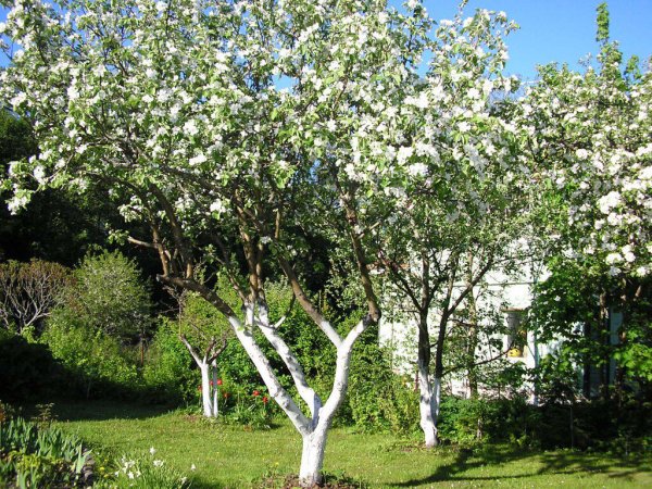 Плодовые деревья для сада