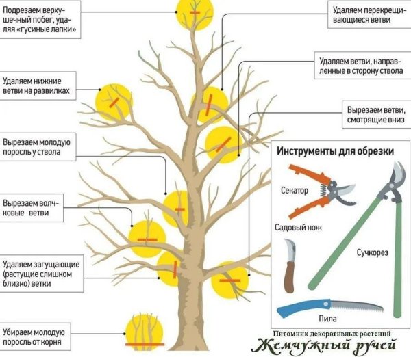 Подрезка яблонь весной схема
