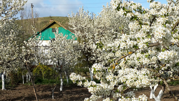 Яблоневый сад в деревне весной