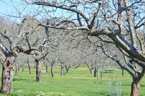 Старая яблоня в саду