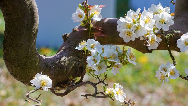 Цветы плодовых деревьев