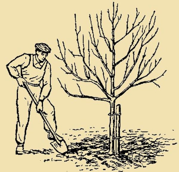 Схема приствольного круга плодовых деревьев