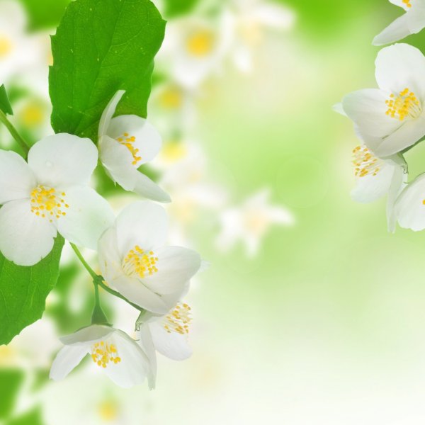 Весенний фон для баннера