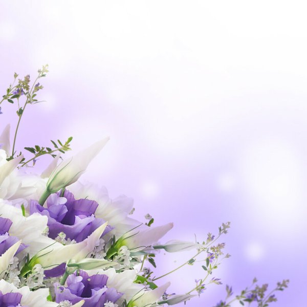 Весенние цветы на белом фоне