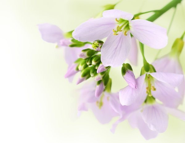 Весенний фон для презентации