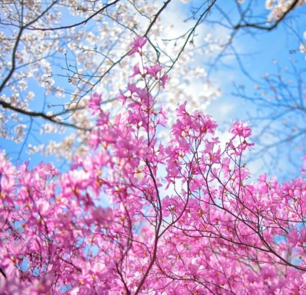 Фотообои цветы