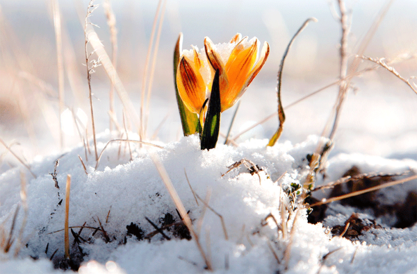 Утро весной