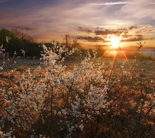 Рассвет ранняя Весна
