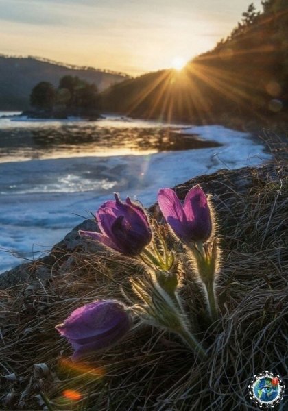 Летний рассвет в лесу