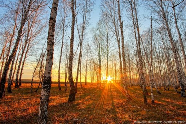 Весна солнце