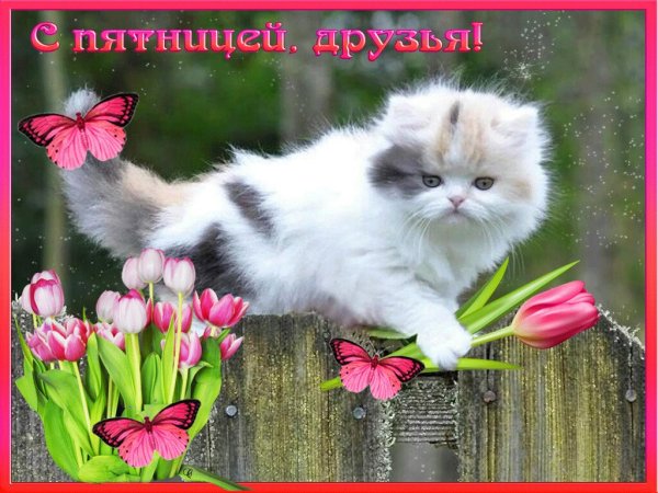 Доброе утро пятницы