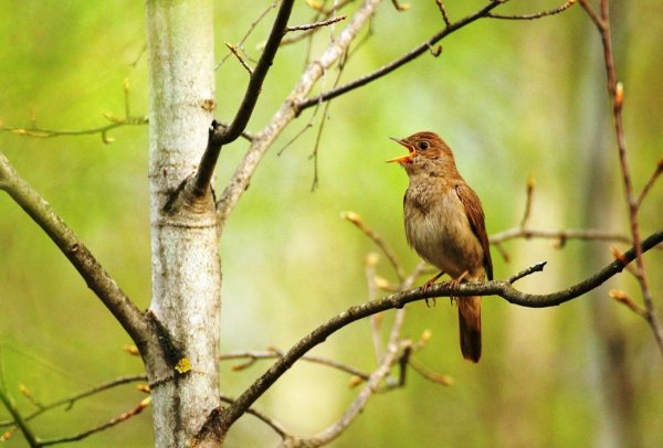 Перелётные певчие птицы Подмосковья