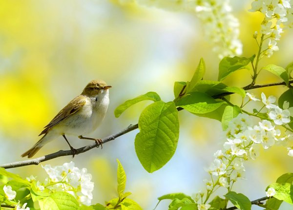 Соловей весной