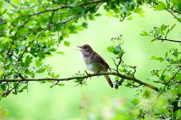 Соловей Алябьева