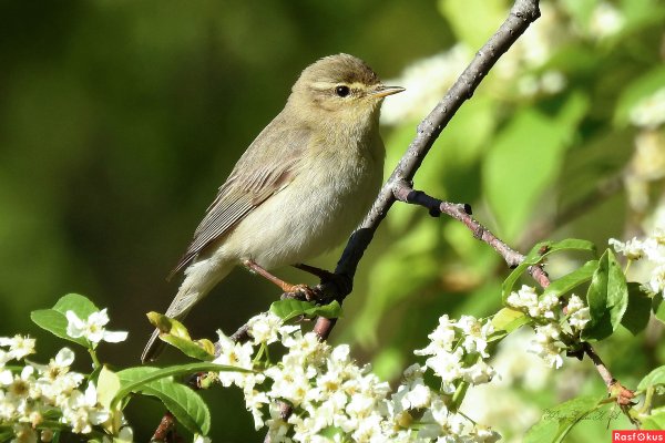 Соловей в черемухе