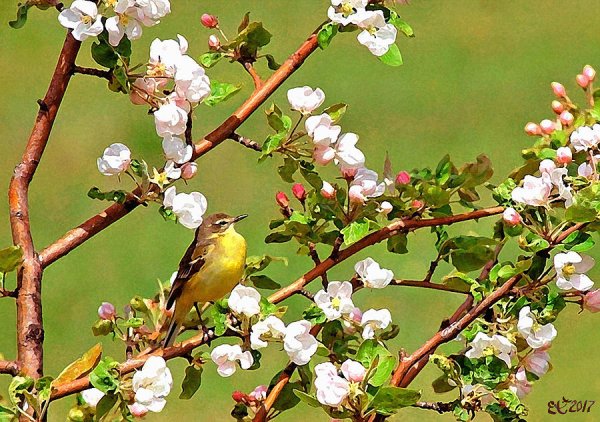 Птицы в яблоневом саду