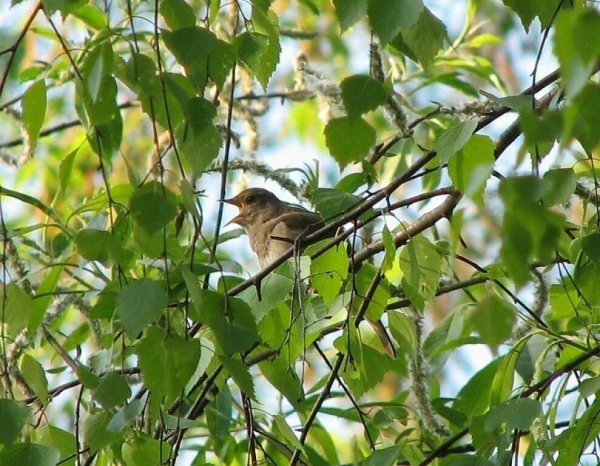 Утренний Соловей