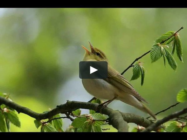 Птицы в весеннем саду