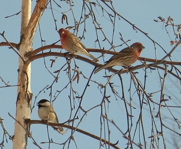 Доброе утро птицы поют