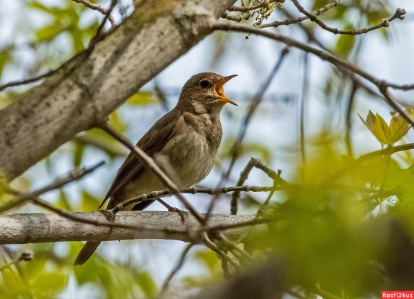 Птицы летом