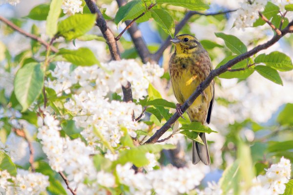 Птицы весной