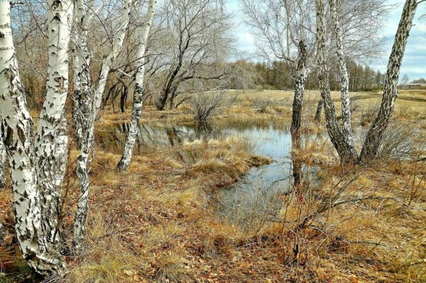 Пушгоры береза