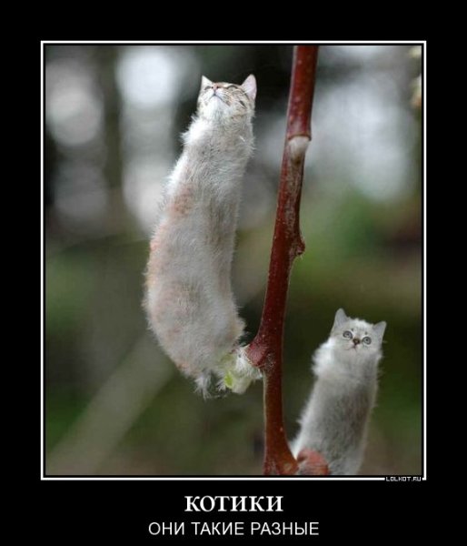 Верба котики