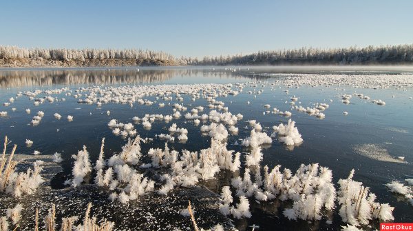 Подснежники ХМАО