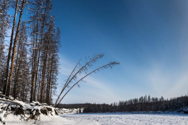 Прострел Тункинская Долина