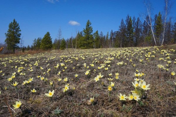 Подснежники Якутии