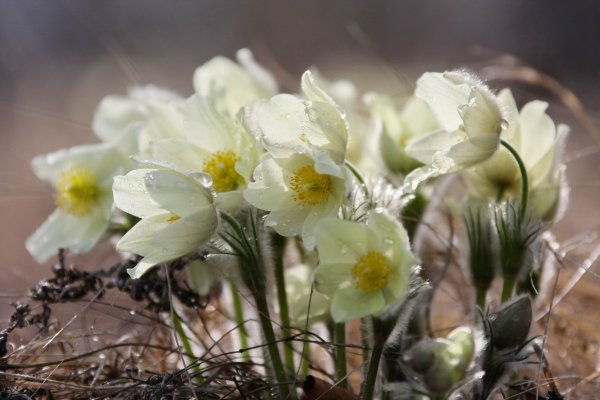 Природа Якутии Весна