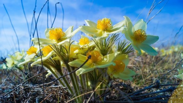 Природа Якутии Весна