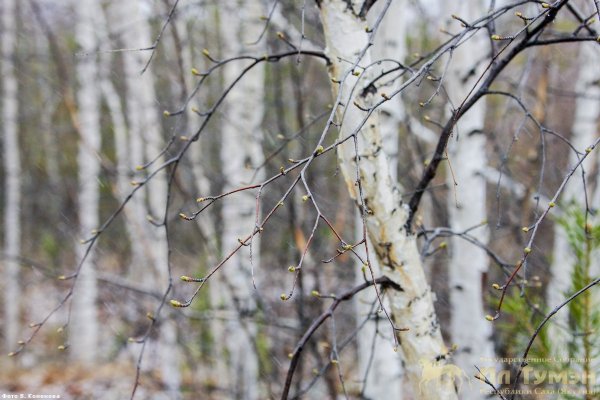 Якутские подснежники сон трава