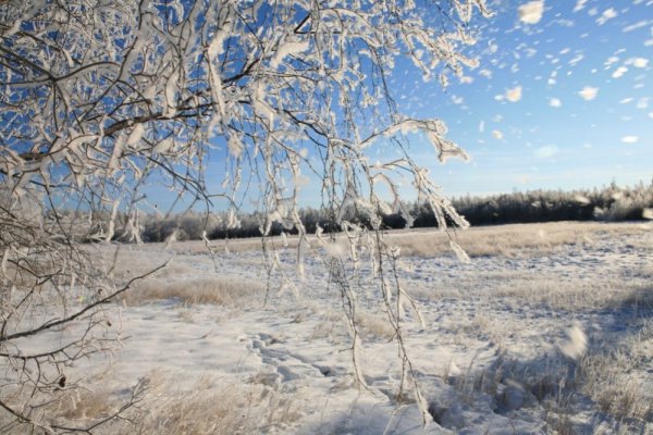 Якутские подснежники сон трава