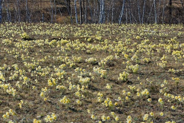 Весна подснежники Якутия