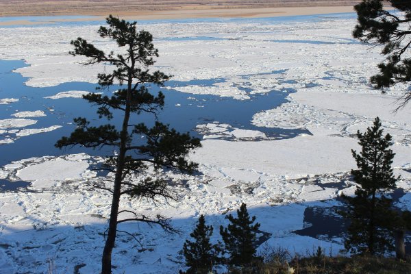 Подснежники прострел Уральский