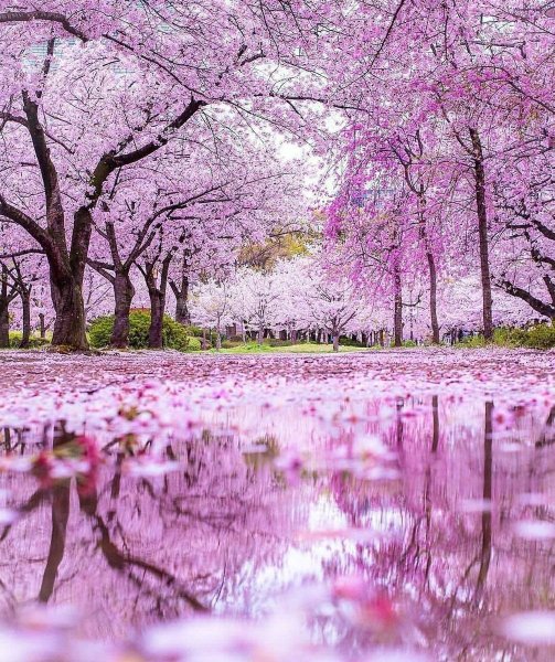 Цветущий луг Йеллоустоун