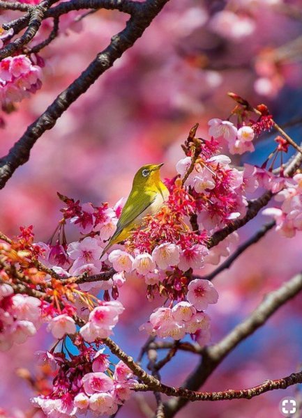 Цветущее дерево джакаранда