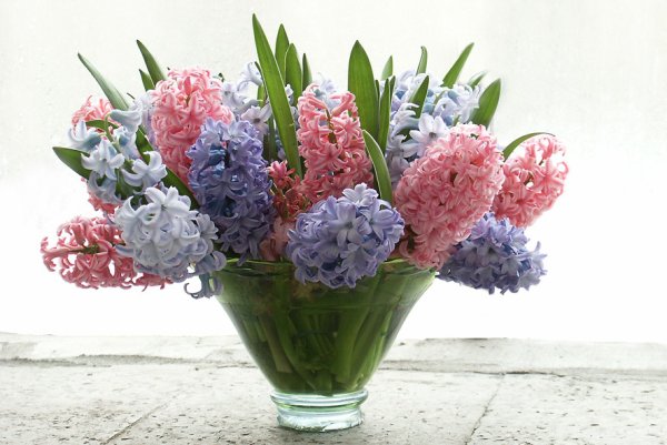 С 8 марта гиацинты