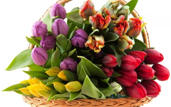 Жасмин маковая