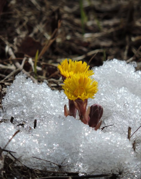 Весна в Сибири